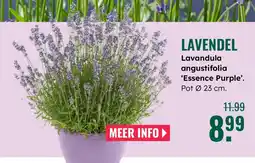 GroenRijk Lavendel Lavandula angustifolia 'Essence Purple aanbieding