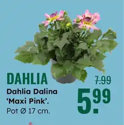 GroenRijk Dahlia Dalina 'Maxi Pink'. aanbieding