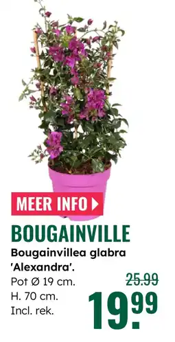 GroenRijk Bougainvillea glabra 'Alexandra'. aanbieding