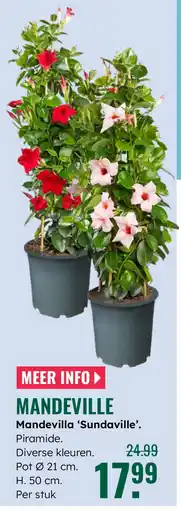 GroenRijk Mandevilla 'Sundaville'. aanbieding