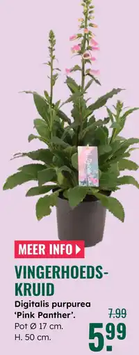 GroenRijk Vingerhoeds- kruid Digitalis purpurea 'Pink Panther'. aanbieding