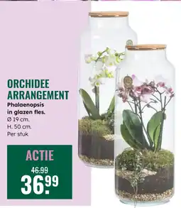 GroenRijk Orchidee arrangement phalaenopsis in glazen fles aanbieding