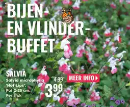 GroenRijk Salvia microphylla hot lips aanbieding