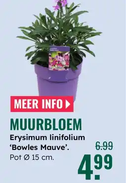 GroenRijk Muurbloem Erysimum linifolium 'Bowles Mauve'. aanbieding