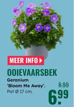 GroenRijk Ooievaarsbek Geranium 'Bloom Me Away'. aanbieding
