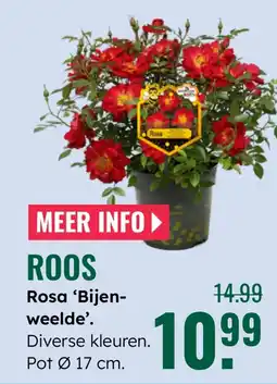 GroenRijk Roos Rosa 'Bijen- weelde'. aanbieding