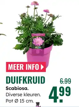 GroenRijk Duifkruid scabiosa aanbieding