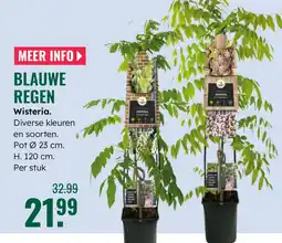 GroenRijk Blauwe regen Wisteria aanbieding