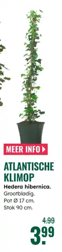 GroenRijk Atlantische klimop hedera hibernica. aanbieding