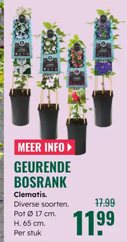 GroenRijk Geurende bosrank clematis aanbieding