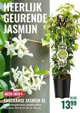 GroenRijk Toscaanse jasmijn xl Trachelospermum jasminoides. aanbieding