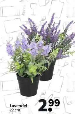 Wibra Lavendel aanbieding