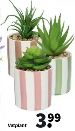 Wibra Vetplant aanbieding