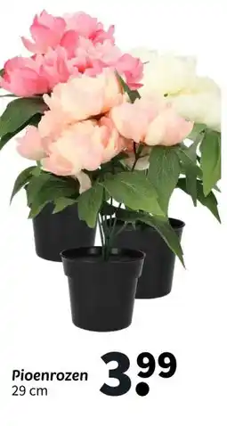 Wibra Pioenrozen aanbieding