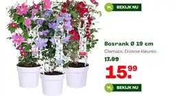 Welkoop Bosrank Ø 19 cm Clematis. Diverse kleuren. aanbieding