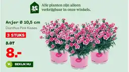 Welkoop Anjer Ø 10,5 cm aanbieding
