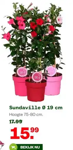 Welkoop Sundaville Ø 19 cm aanbieding