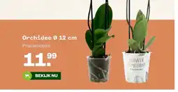 Welkoop Orchidee Ø 12 cm aanbieding