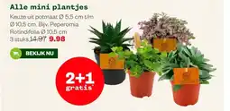 Welkoop Alle mini plantjes aanbieding