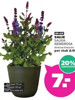Ranzijn SALIE aanbieding