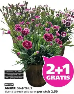 Ranzijn ANJER aanbieding