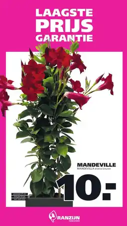 Ranzijn MANDEVILLE aanbieding