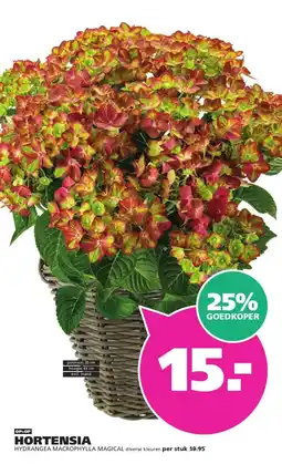 Ranzijn HORTENSIA aanbieding