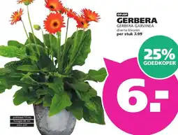 Ranzijn GERBERA aanbieding