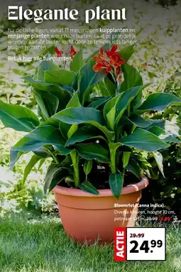 Intratuin Bloemriet (Canna indica). aanbieding