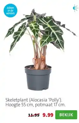 Intratuin Skeletplant (Alocasia ‘Polly’). Hoogte 55 cm, potmaat 17 cm. aanbieding
