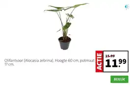 Intratuin Olifantsoor (Alocasia zebrina). Hoogte 60 cm, potmaat 17 cm. aanbieding