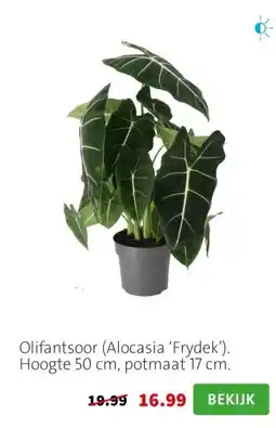 Intratuin Olifantsoor (Alocasia ‘Frydek’). Hoogte 50 cm, potmaat 17 cm. aanbieding