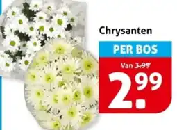 Hoogvliet Chrysanten aanbieding