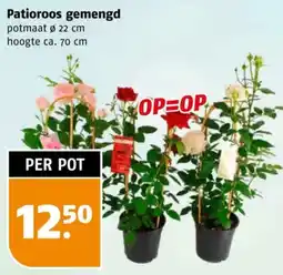 Poiesz Patioroos gemengd aanbieding