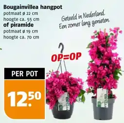 Poiesz Bougainvillea hangpot of piramide potmaat 19 cm hoogte ca. 70 cm aanbieding