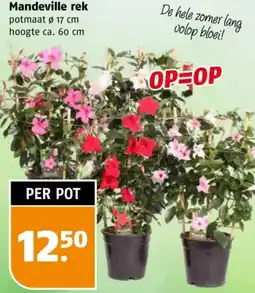 Poiesz Mandeville rek aanbieding