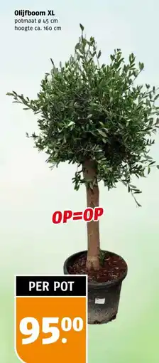 Poiesz Olijfboom XL aanbieding