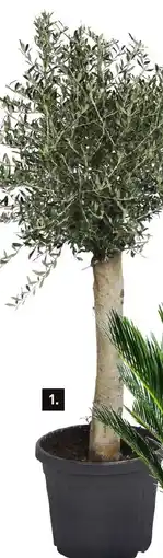 Karwei Olijfboom aanbieding
