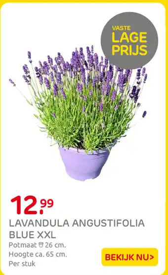Praxis Lavandula Angustifolia Blue XXL aanbieding