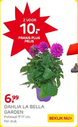 Praxis Dahlia La Bella Garden aanbieding