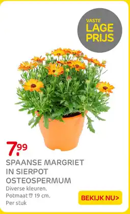 Praxis Spaanse Margriet in Sierpot Osteospermum aanbieding