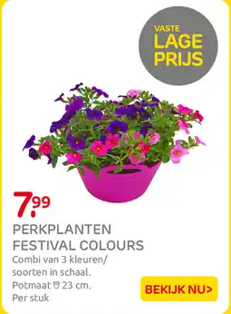 Praxis Perkplanten Festival Colours aanbieding