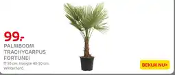 Praxis Palmboom Trachycarpus Fortunei aanbieding