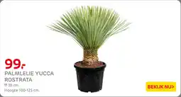 Praxis Palmlelie Yucca Rostrata aanbieding