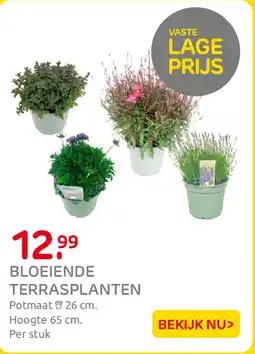 Praxis Bloeiende Terrasplanten aanbieding