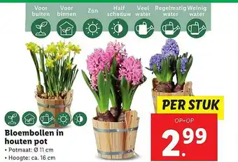 Lidl Bloembollen In Houten Pot aanbieding