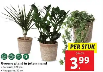 Lidl Groene Plant In Juten Mand aanbieding