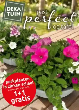 Deka Tuin Perkplanten in zinken schaal aanbieding