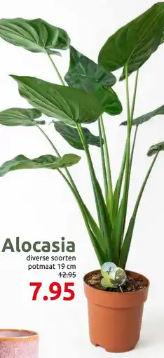 Deka Tuin Alocasia aanbieding