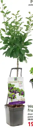 Deka Tuin Wonder Tree fruitbomen aanbieding